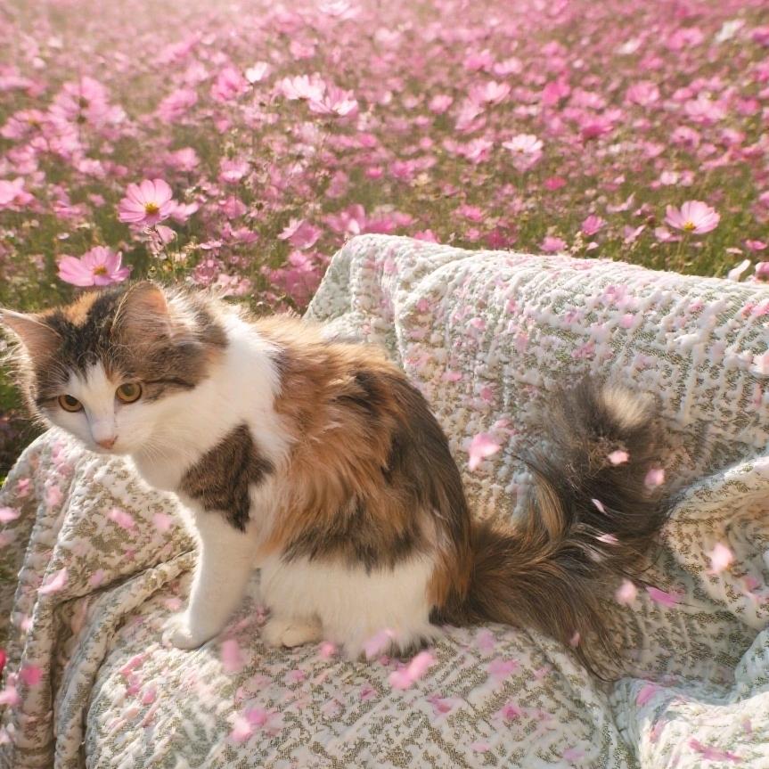 流浪猫变身白富美