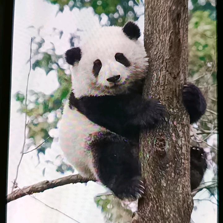 小白姐姐〈515)