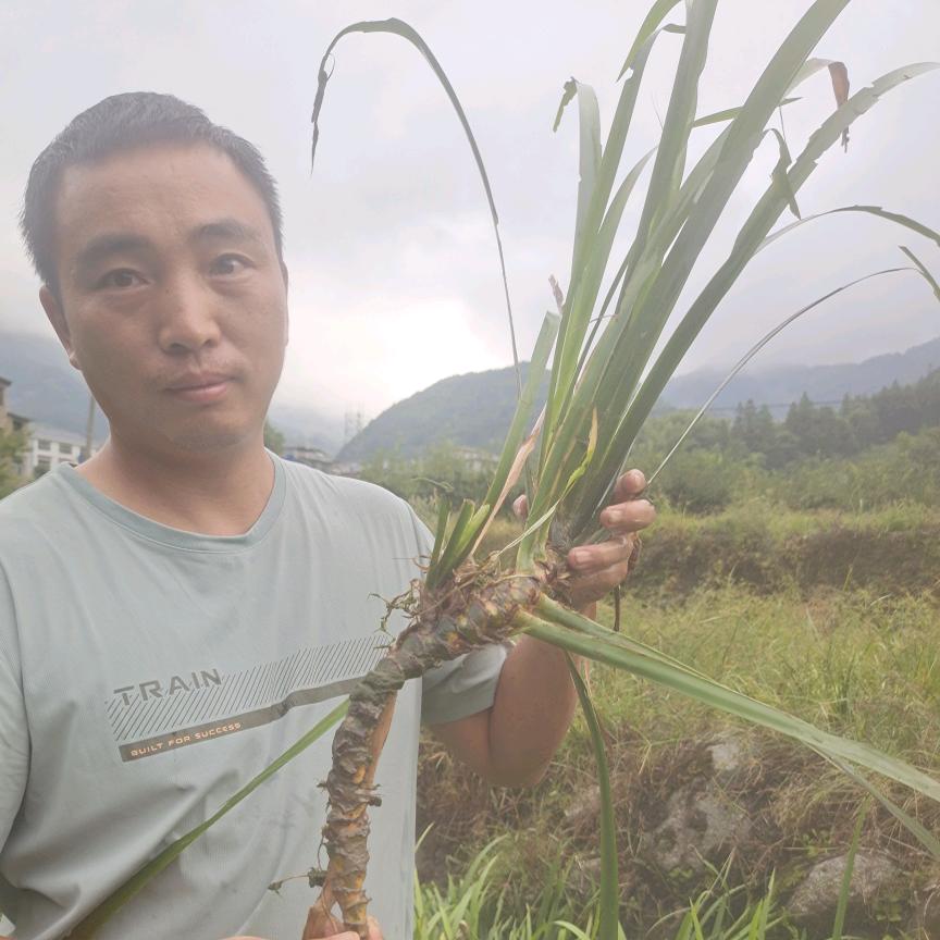 主子（石菖蒲）