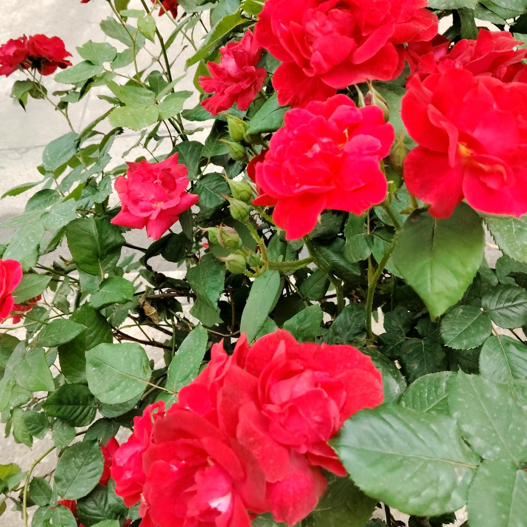 薰衣草
