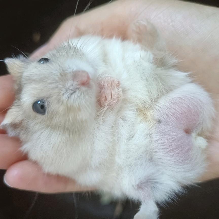 招财是只鼠