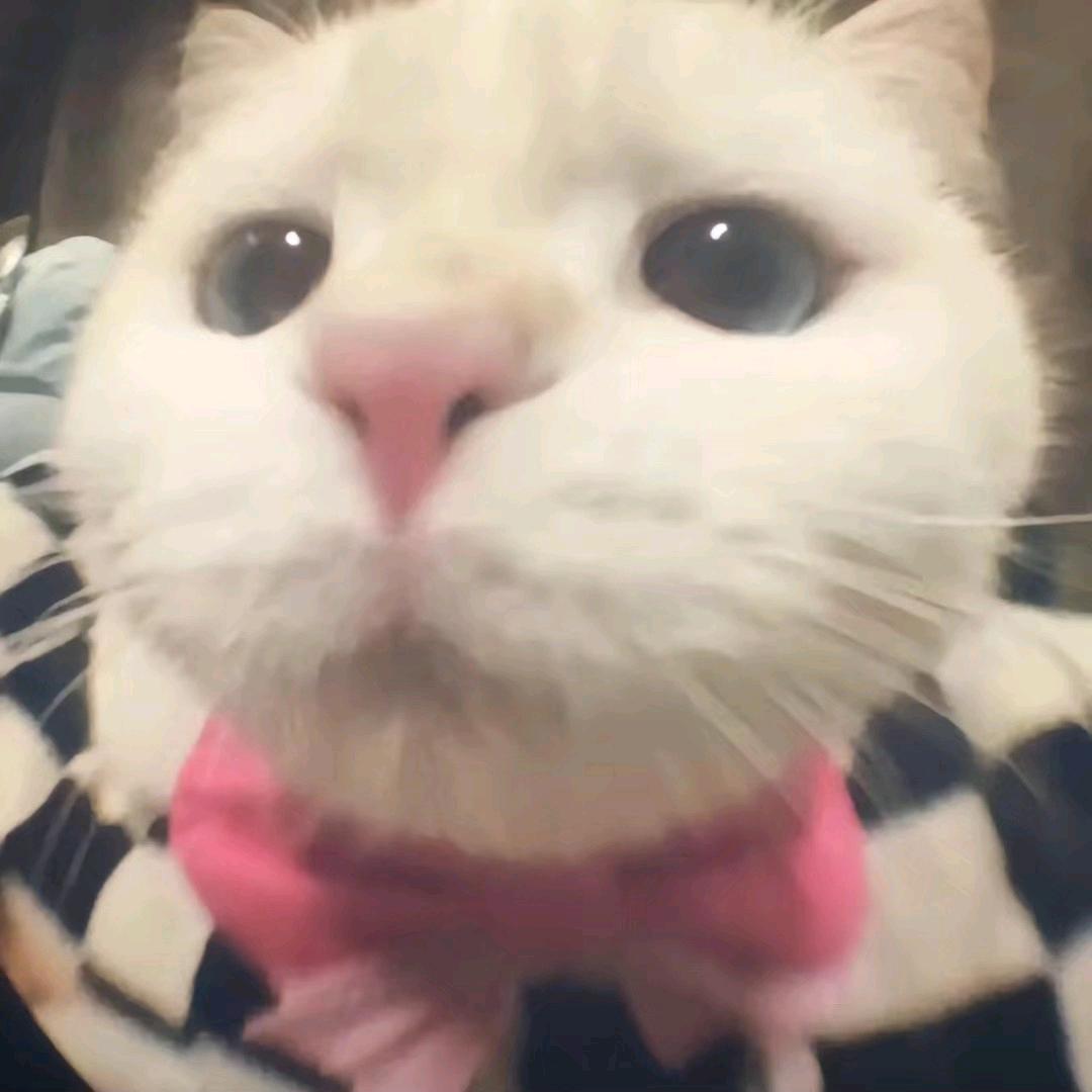 小甜脆脆饼
