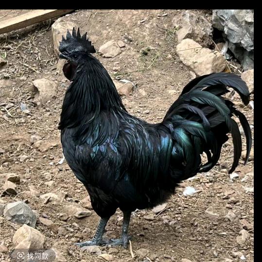 散养乌骨土鸡