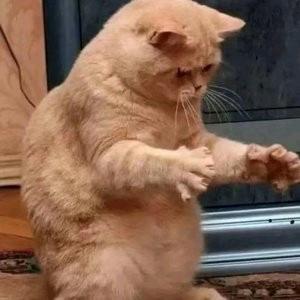 金弹子之梦铁公鸡