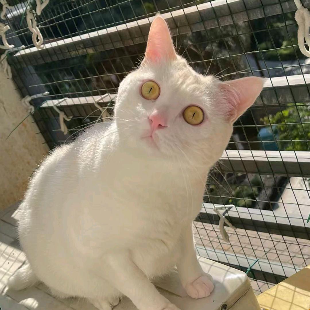 祉猷并茂