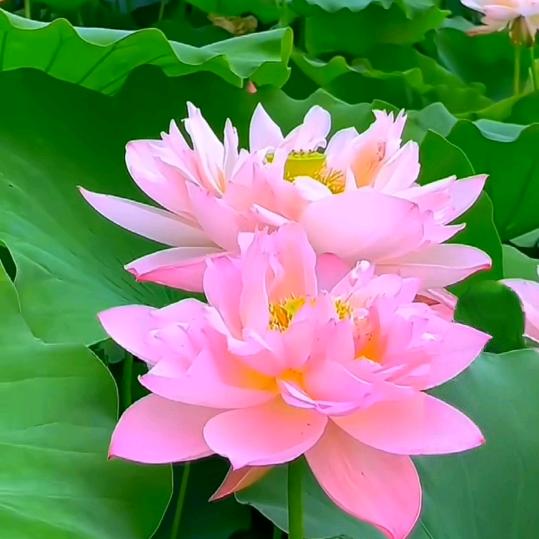 竹❤️雨🌹🌹心💕雨