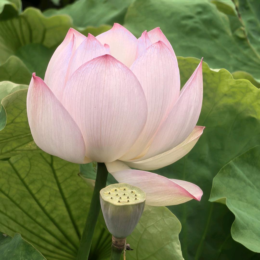 婷婷玉立