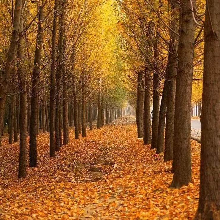 华夏儿女 160 87 65 786