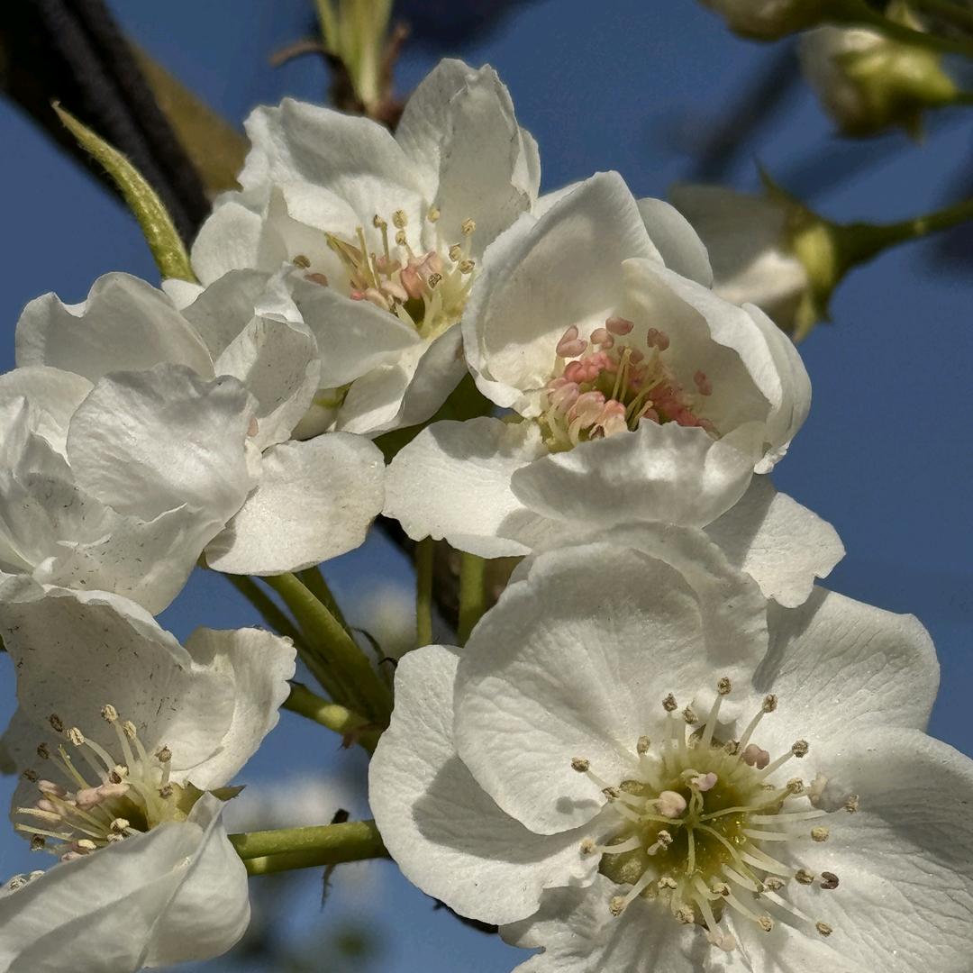 秋月梨园鲜果店