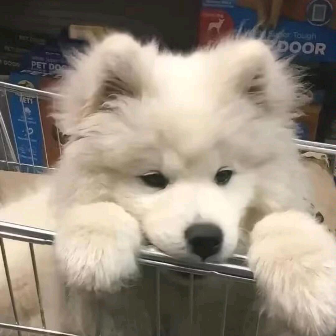 糯