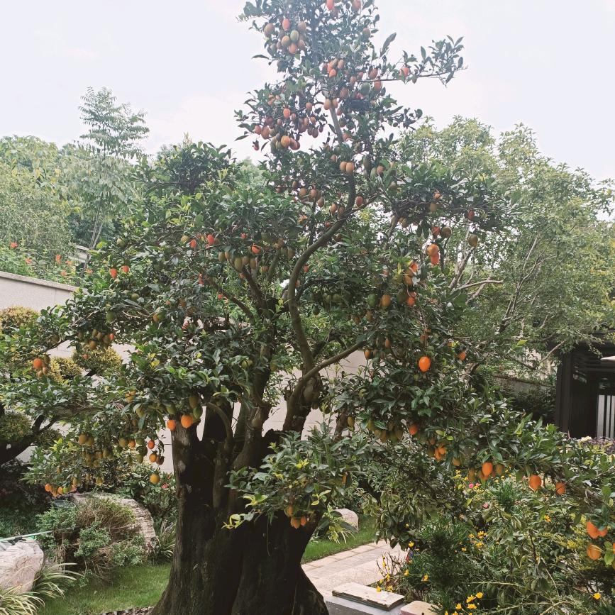 王东园艺