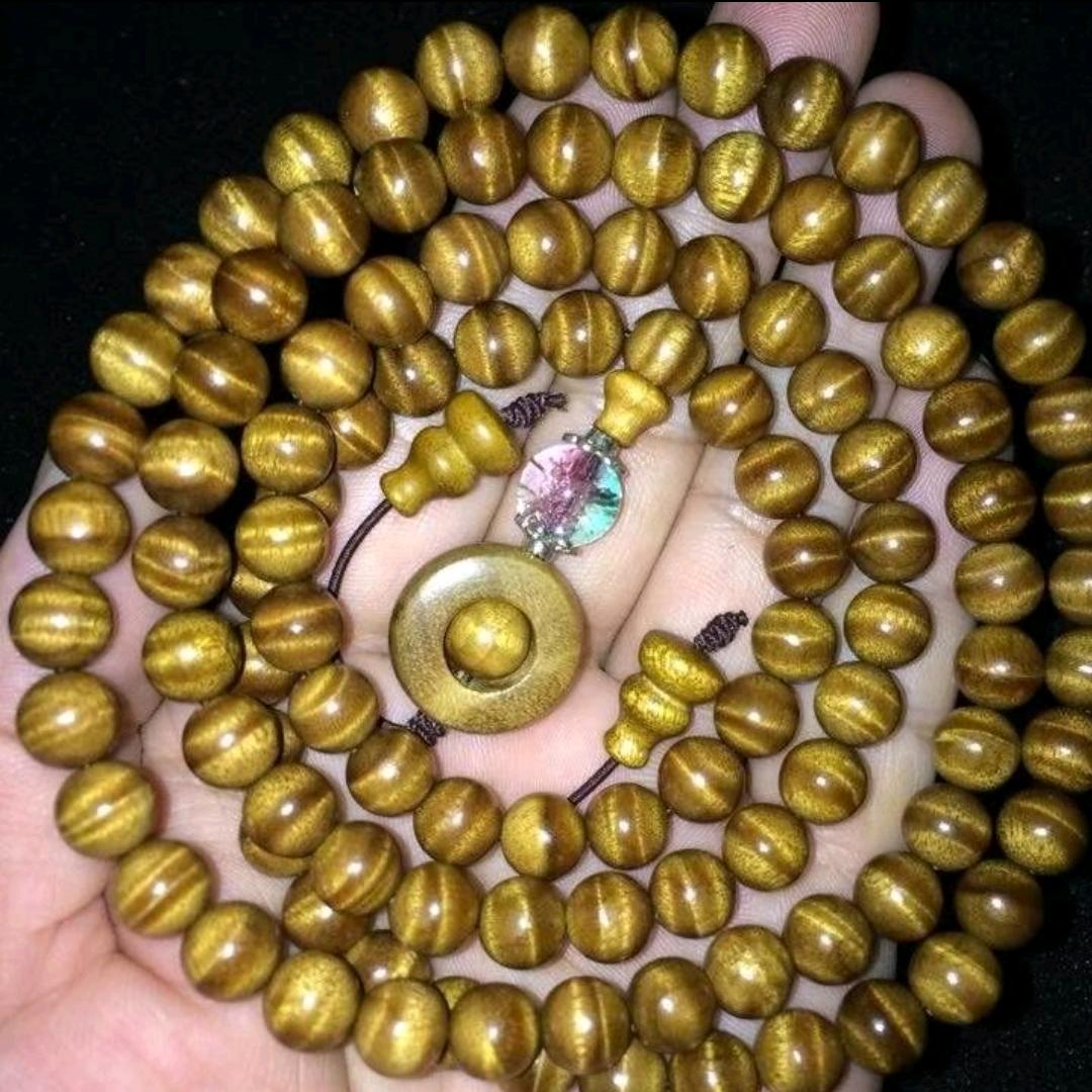 小春金丝楠