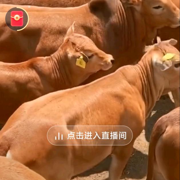 一哥养牛