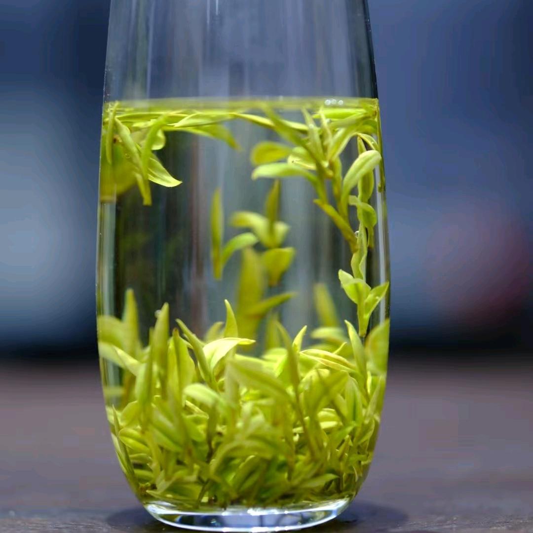 安吉初欣白茶