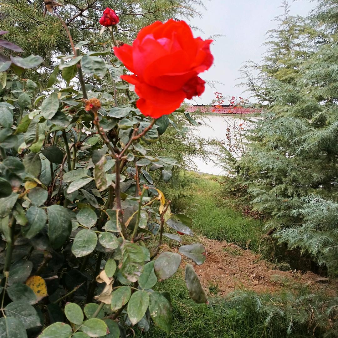 风雨飘渺