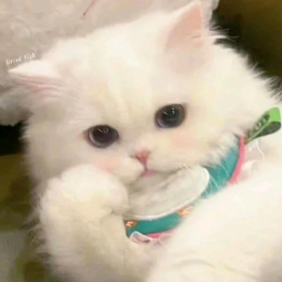 yes信仰独特