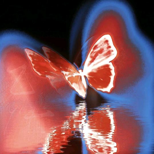 蝴蝶眨几次眼睛.