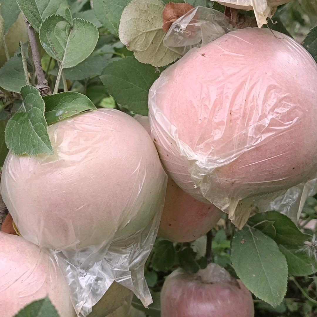 💖ღ朱朱᭄果ღ园᭄ꦿ꯭💖