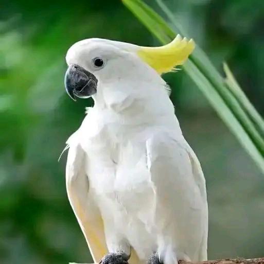养鹦鹉🦜的程子