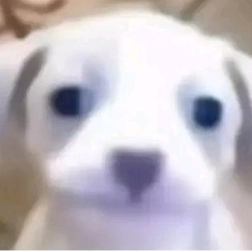 皑