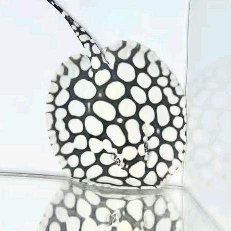 魟福水族有限公司