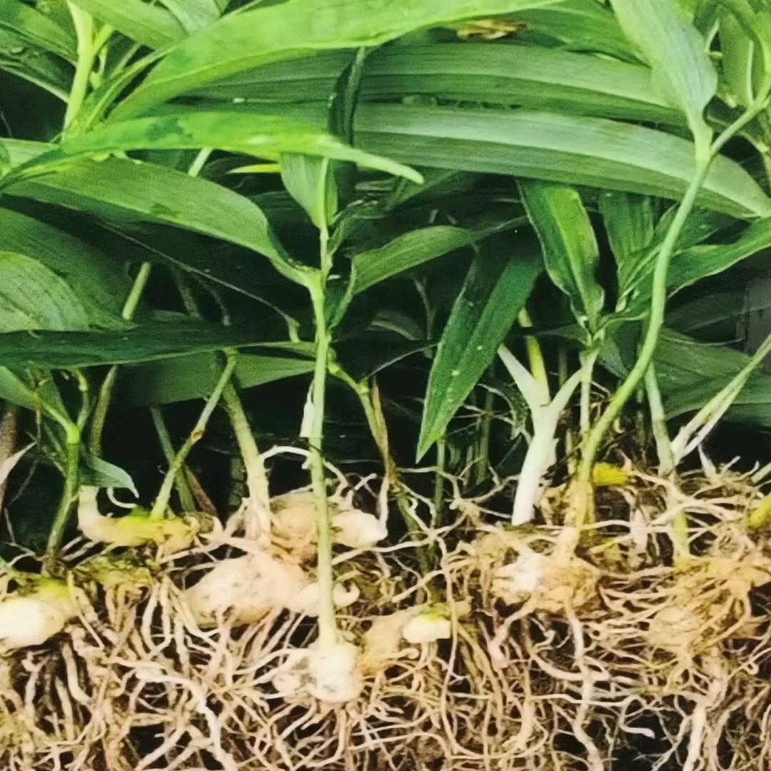 陕西中药材育苗基地