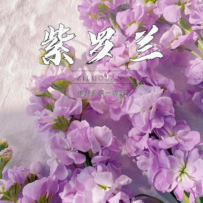 紫罗岚