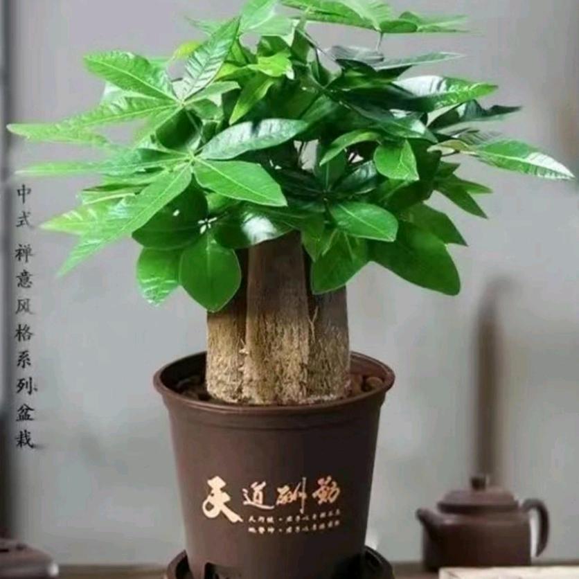 伍竹流动宴席一条龙服务