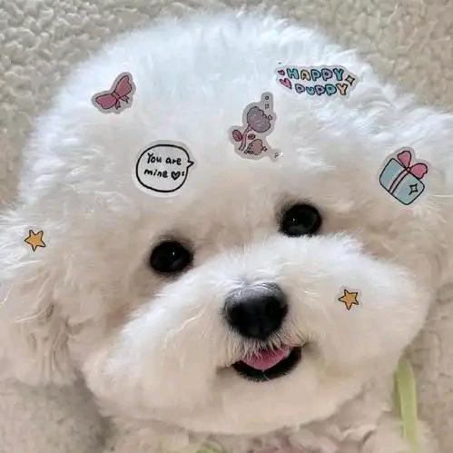 六便士₍˄·͈༝·͈˄*₎◞ ̑̑