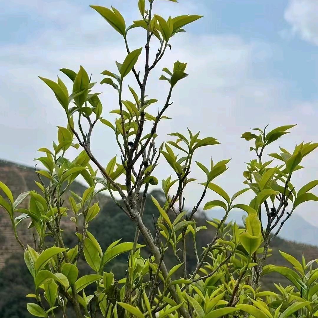 爱喝茶的十一（创业版）