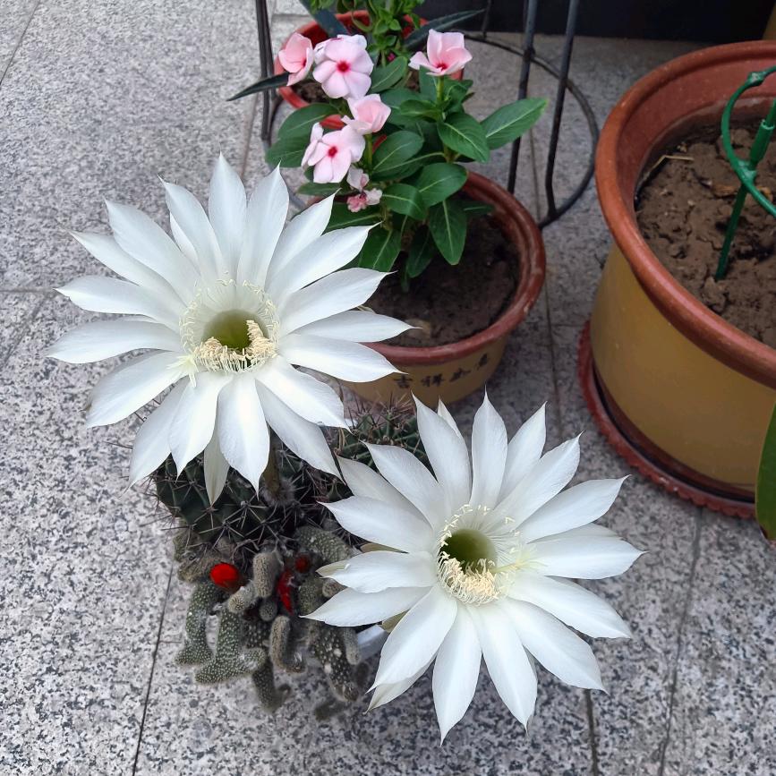 四叶草🍀