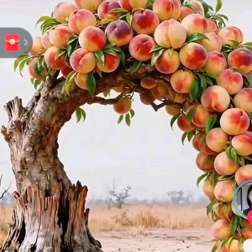 🌺🦈小胖妹🌺🌚᭄🦈