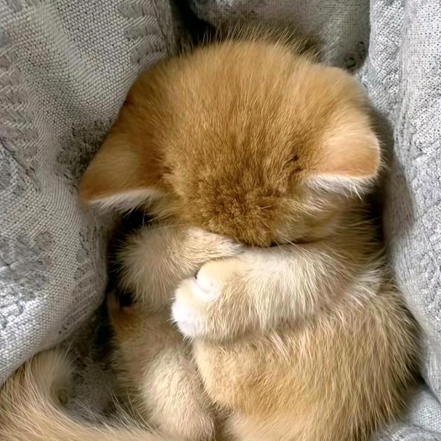 小猫不流泪🫧🐾