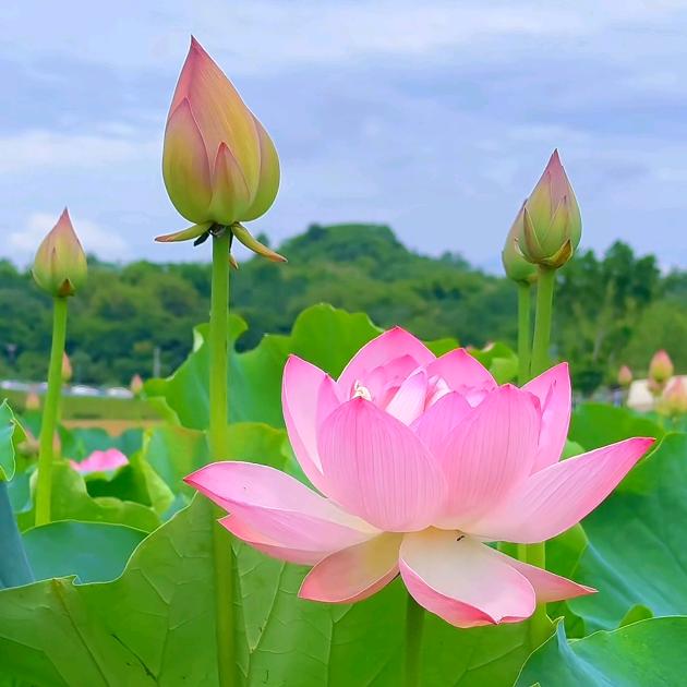 清净心❤️