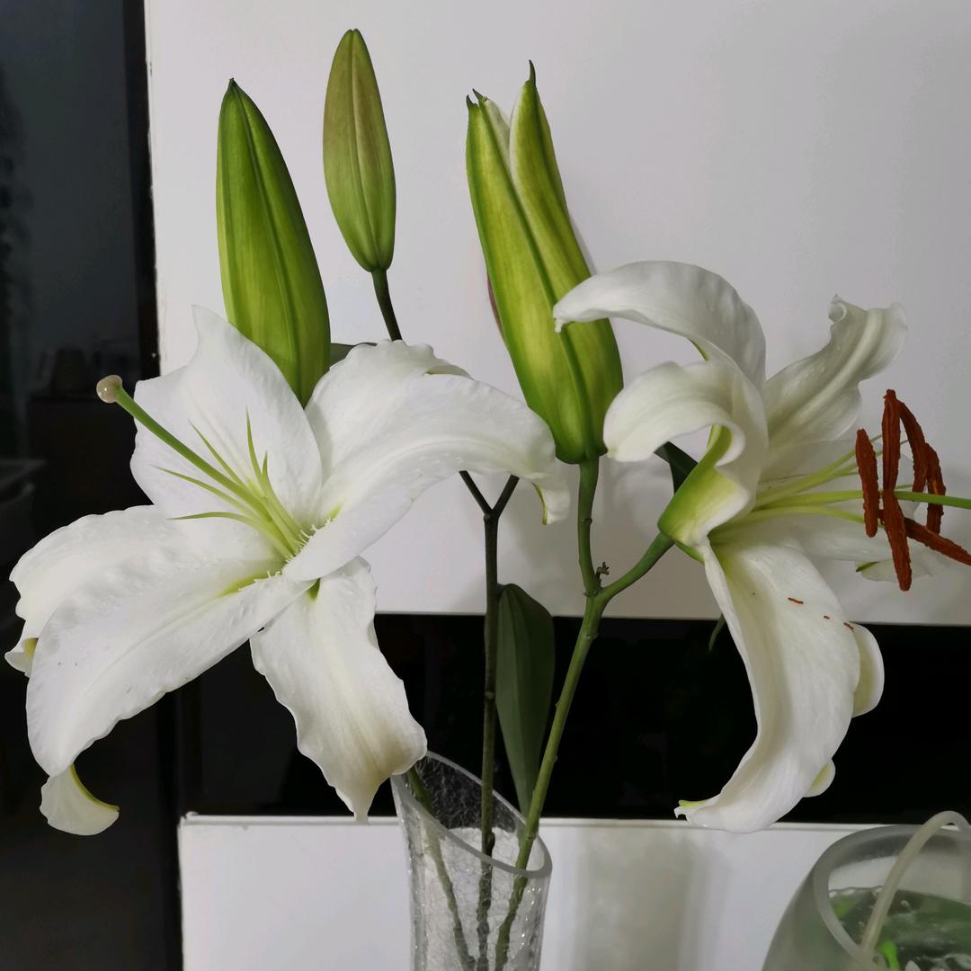 奶茶波波