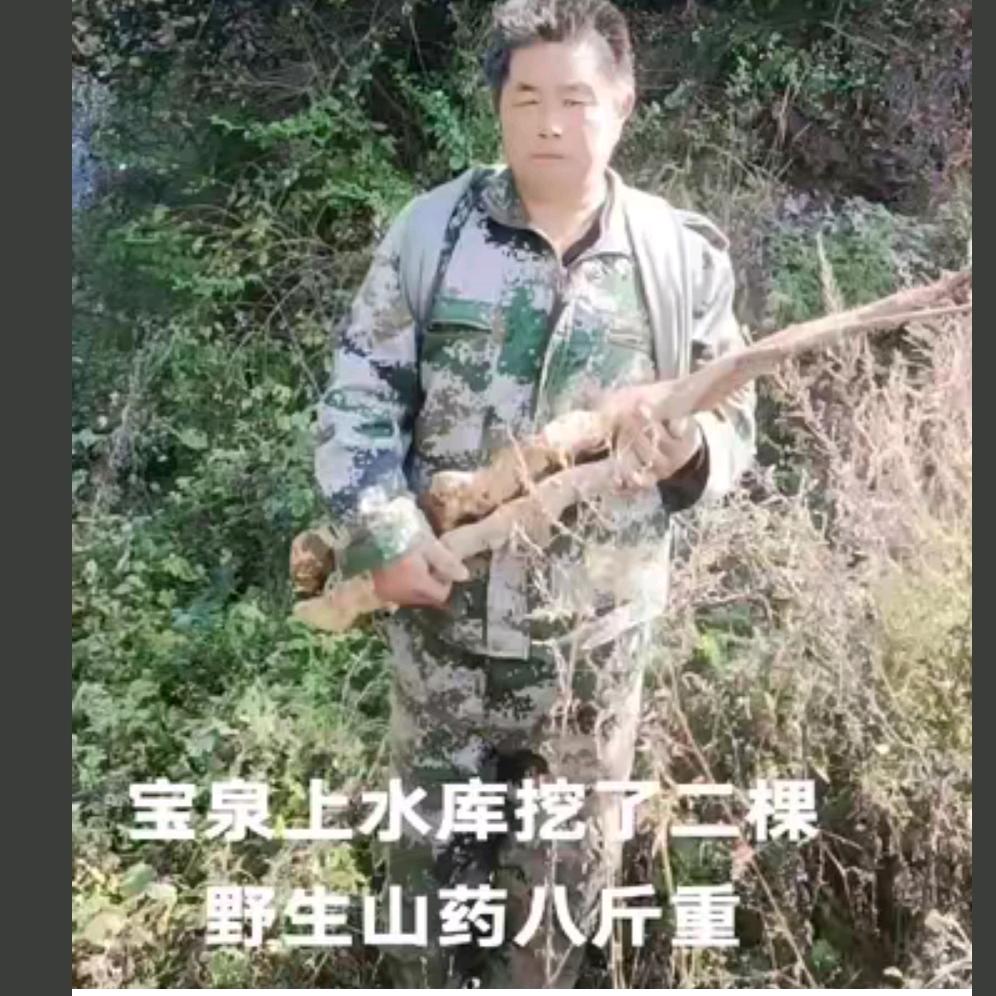 山中寻野