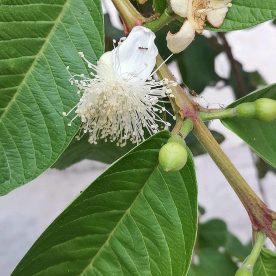木清