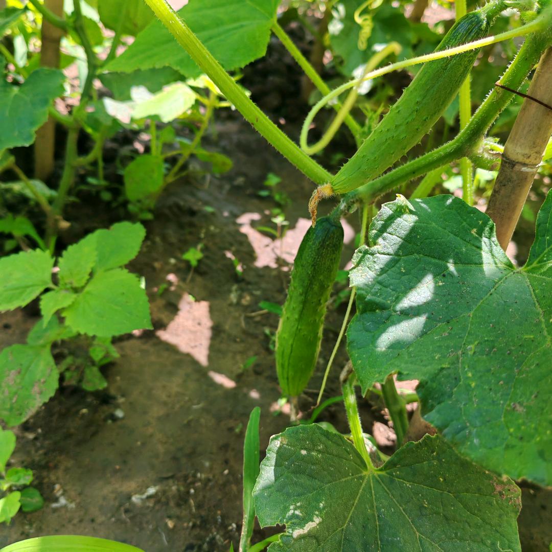 东方欲晓