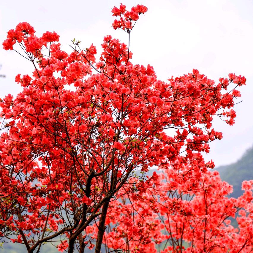 珊珊敏映山红盆景