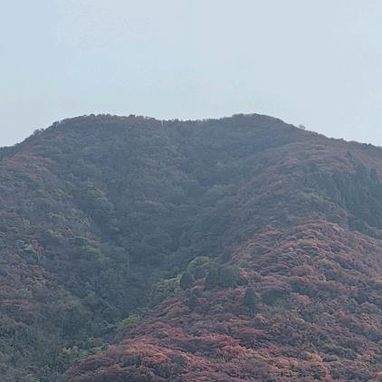 佐柚不分