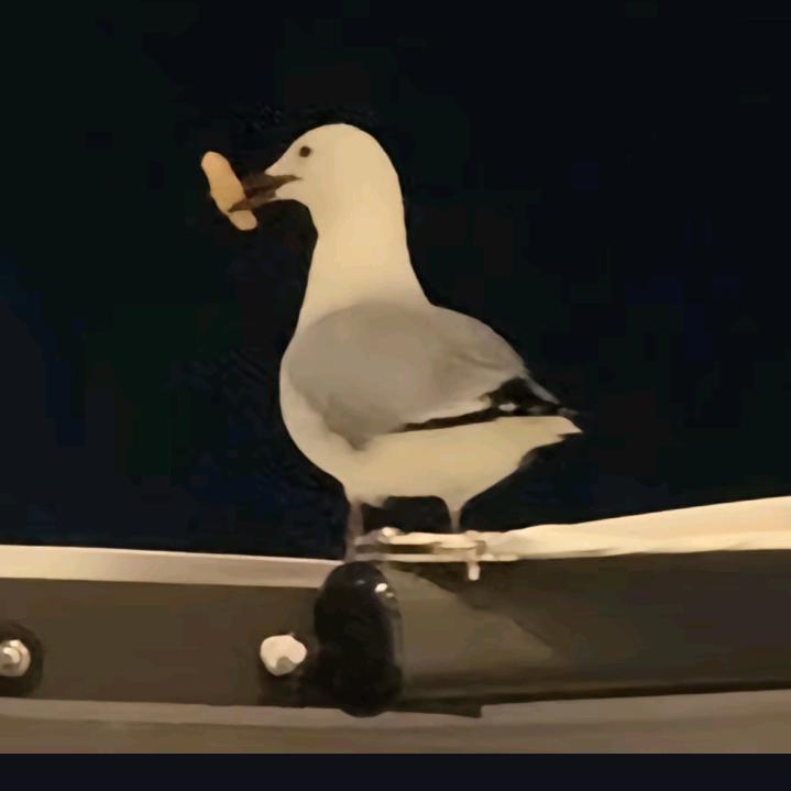 去码头整点薯条