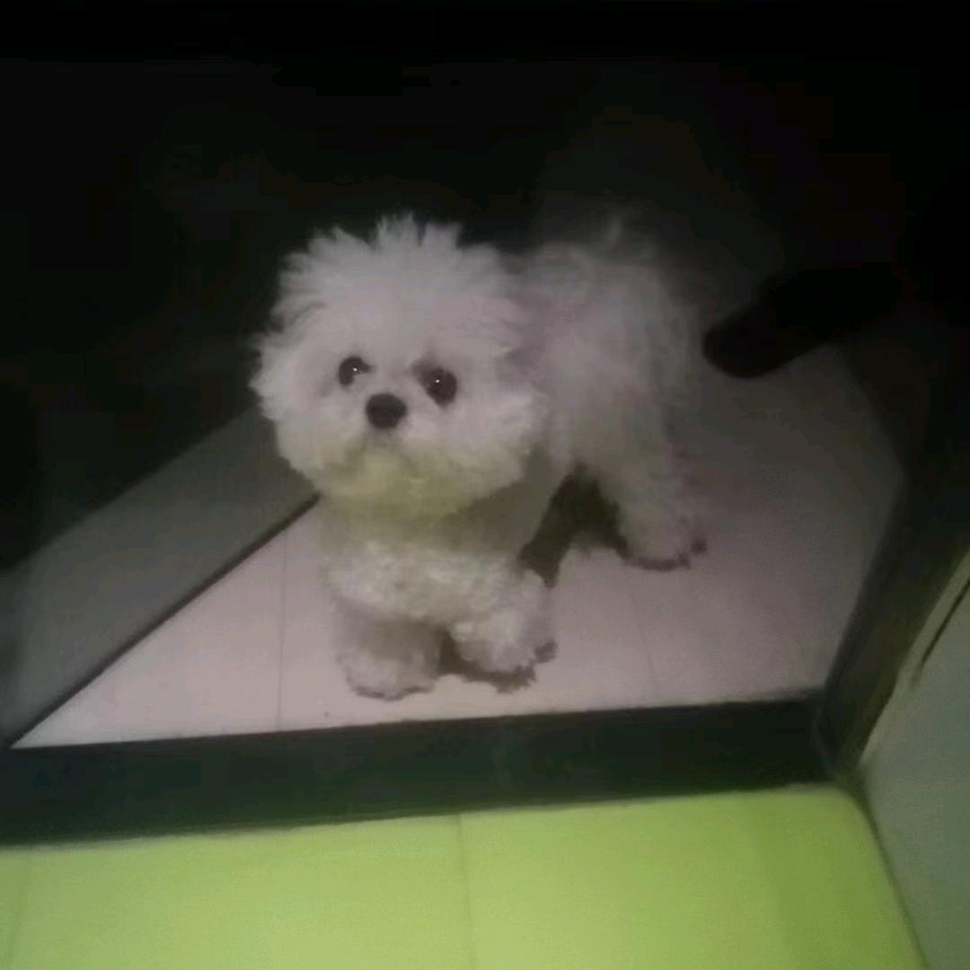 叶子家的韩系比熊