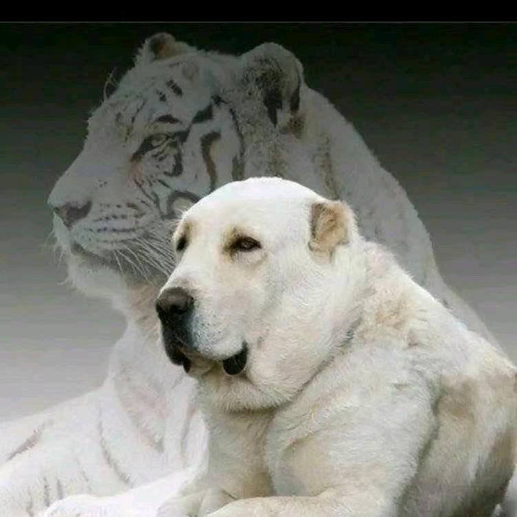 中亚坎高（袁旭）