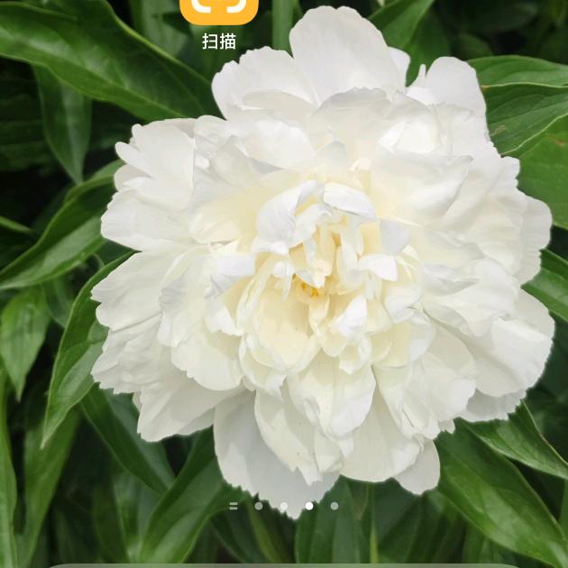 对外加工无土无膜花生秧