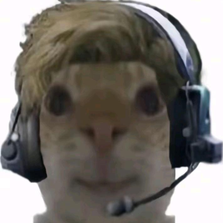 跑刀豚豚鼠~🥰