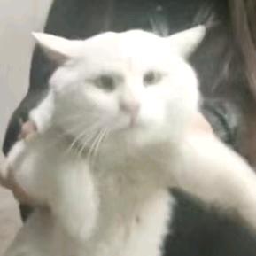 昔日阿
