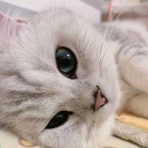 🌈小小扶云