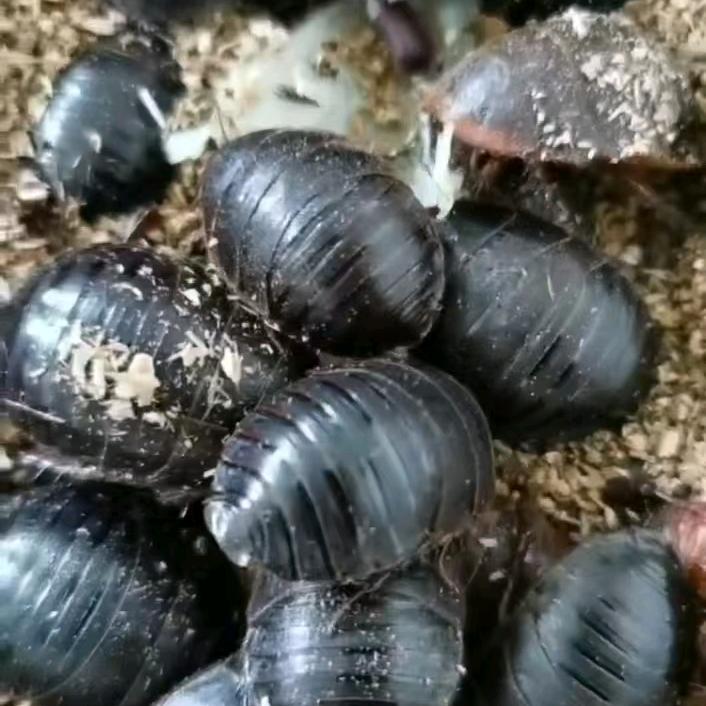 土元竹虫养殖基地：小轩