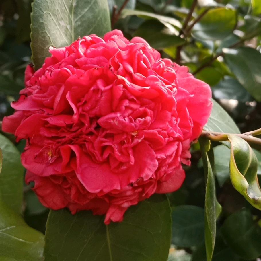 专业做外墙仿石漆