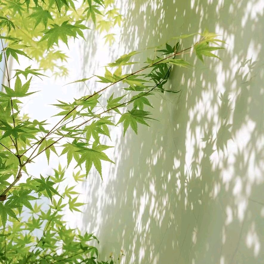 大吖